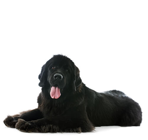 Newfoundland puppy feeding guide best sale